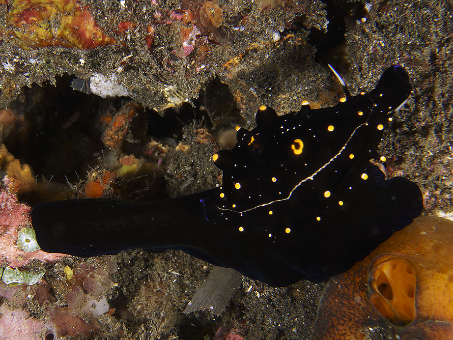 Ovula ovum